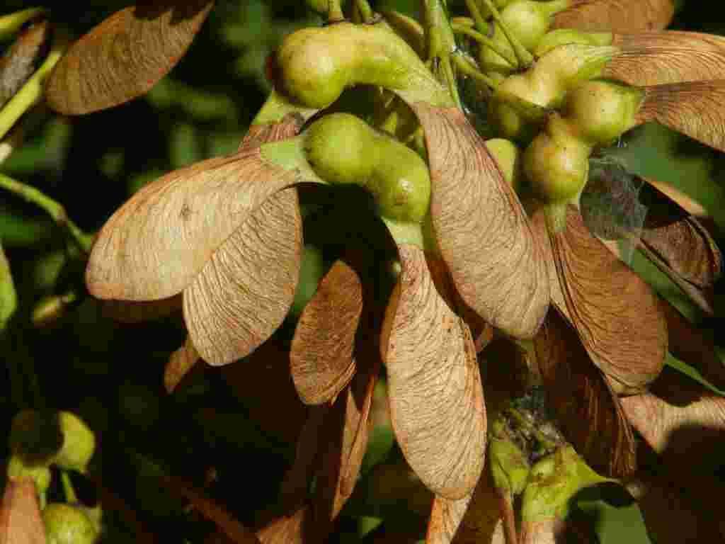 Acer pseudoplatanus / Acero di monte